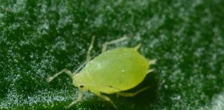 roztocza kurzu domowego