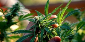 Czy susz konopny CBD jest legalny