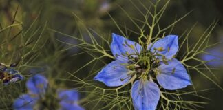 Czy warto stosować olej z czarnuszki