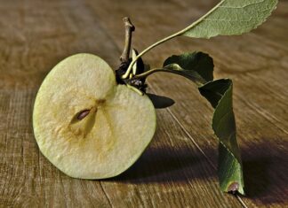 Ile czasu rozkłada się ogryzek jabłka?