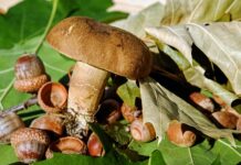 Jak Obkurczyć wargi sromowe?