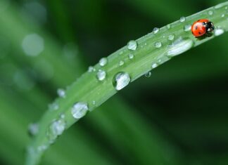 W czym prać pościel z mikrofibry?