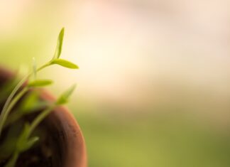 Co pić aby włosy szybciej rosły?