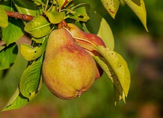 Jakie odżywki dla 13 latka?