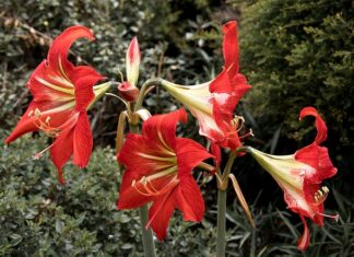 Co naturalnie obniża ciśnienie krwi?