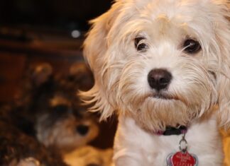 Co jeść na twardego członka?