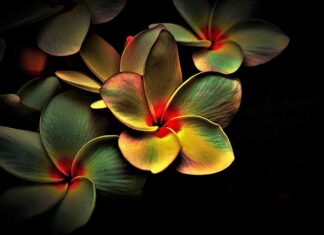 Ile kosztuje Multi Sanostol?