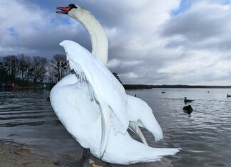 Ile lat rozkłada się żyłka?