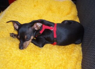 Co jeść żeby nie chrapać?