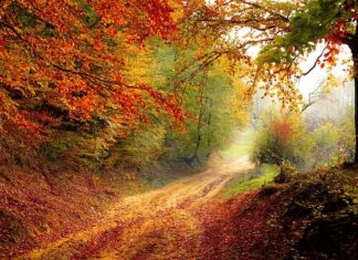 Od którego roku życia zaczynają rosnąć włosy na cipce?